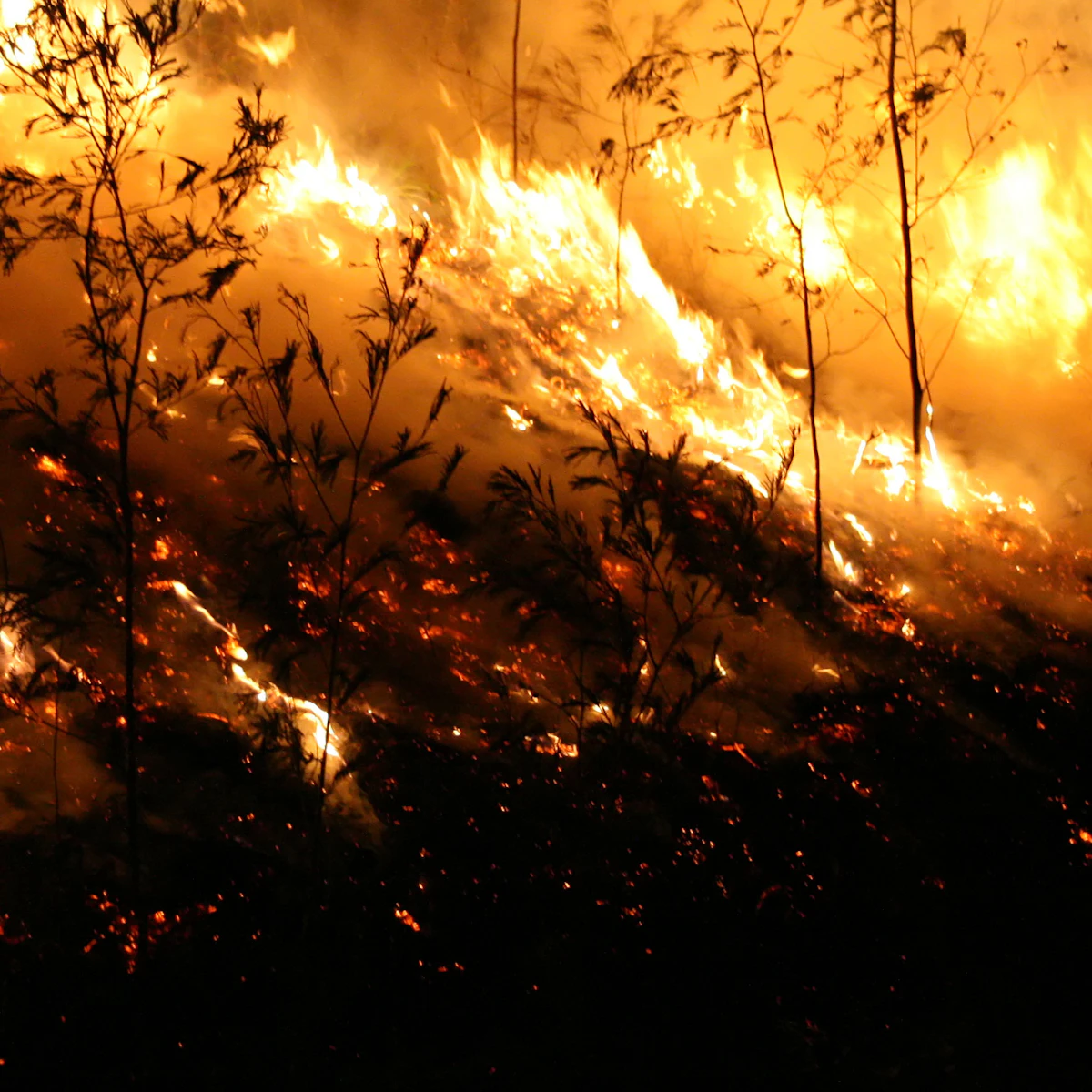 Bushfires Introduction Bushfires Lesson | Geography | AU