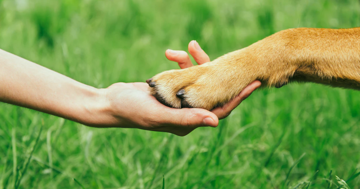 Animal Features Animal Features Lesson | Science and Technology | AU