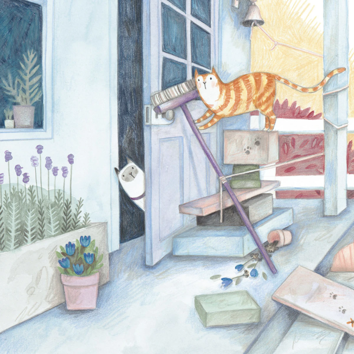 Cats Adapt Lesson | English | AU